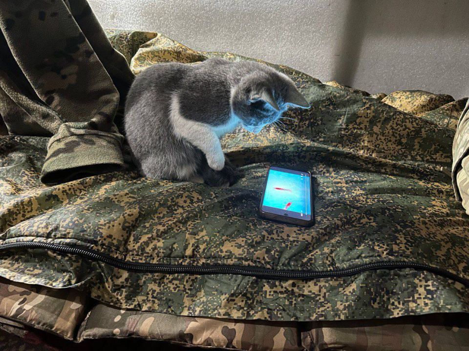 Анна Долгарева: Кошочка Люся, живет у Питера на КНП