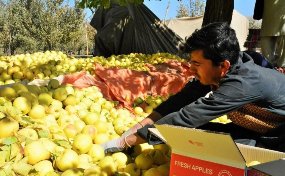 Афганистан начал поставки яблок в Россию