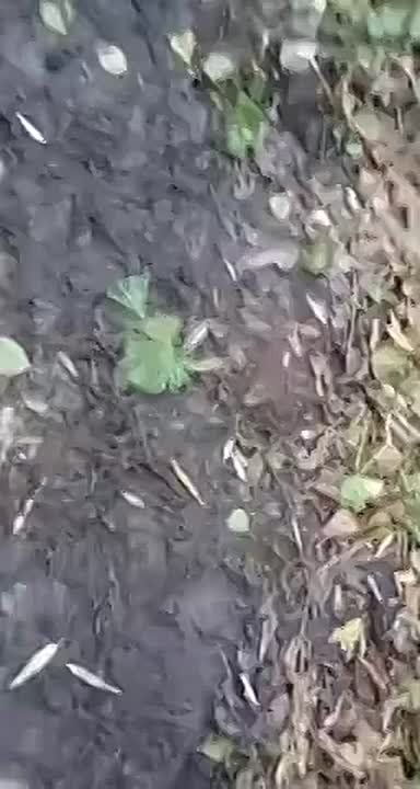 Чингис Дамбиев: Атмосфера СВО. Передайте другим