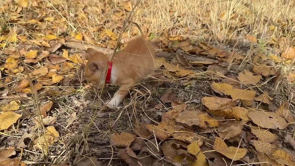 Анна Долгарева: КОЛЛЕГИ, СРОЧНО. МОСКВА