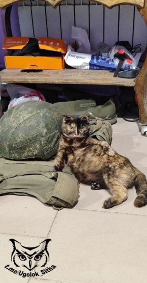 Фронтовые котики. #сво #фронтовые_питомцы