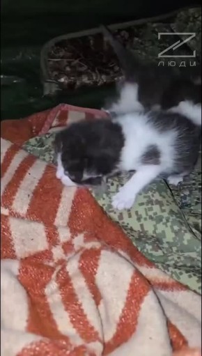 Вот такие пушистые "контрактники" — которые "захватили" палатку и сердце нашего бойца