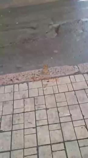 Боевики ВСУ ворвались в Донецк