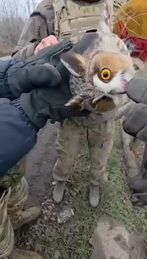 Необычное спасение на линии фронта: бойцы ВС РФ освободили из «оптоволоконного плена» сову!