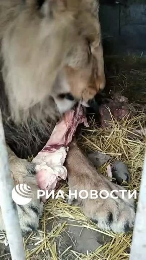 Пострадавший от удара ВСУ Лев Нео идёт на поправку