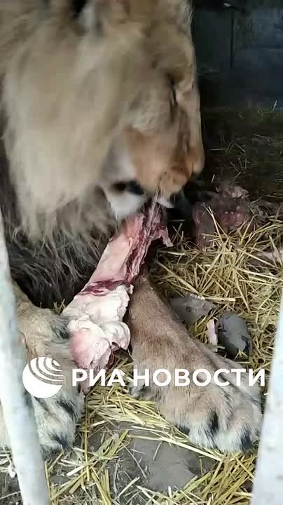 Пострадавший от удара ВСУ Лев Нео идёт на поправку