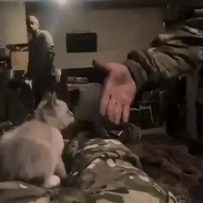 Приветствие бойцам — от их пушистого сослуживца!