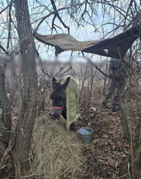 ������� �������� �� ������: ����� �����, ������������ ������� � ���� ���, ��������� � ���������� ��������