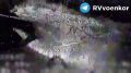 «тважные» ведут бои за Покровском, Мирноградом и в Днепропетровской области