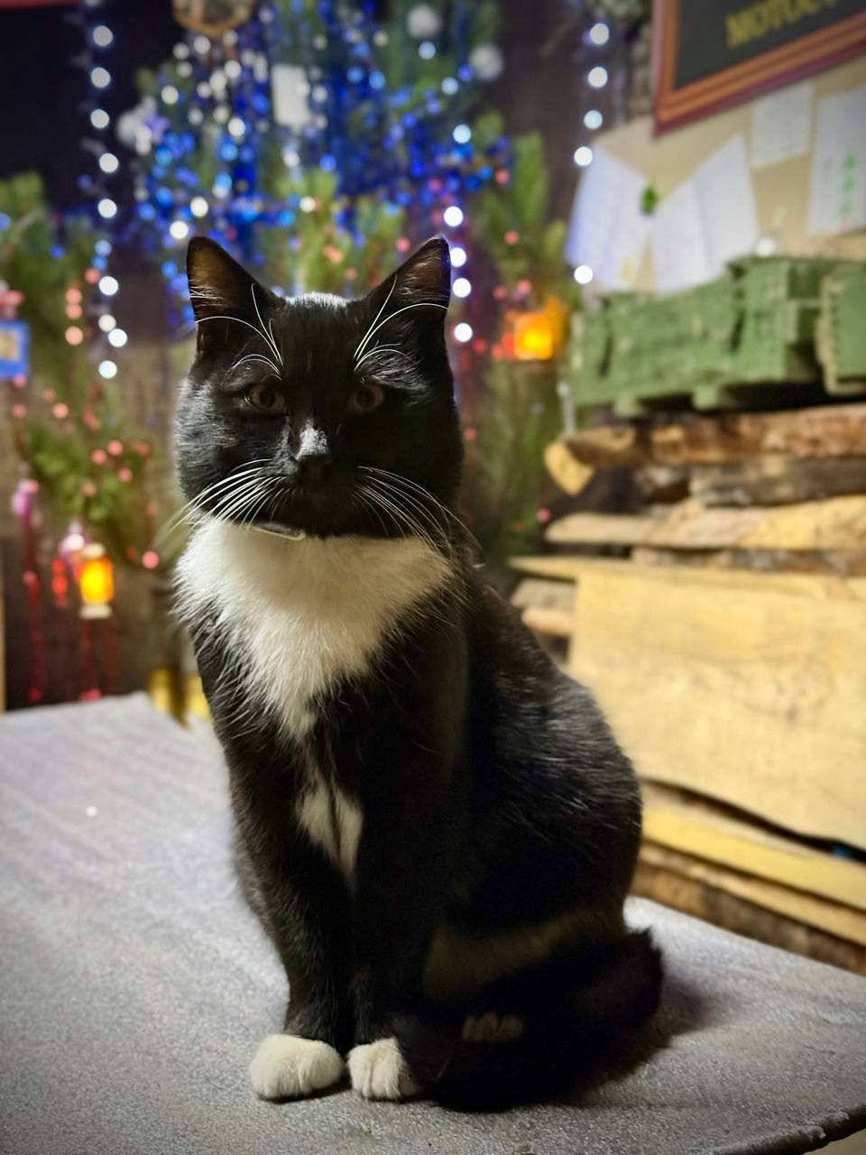 Марьяна Наумова: ПРАЗДНИК НА ФРОНТЕ: История одной ёлки Марьяна Наумова: ПРАЗДНИК НА ФРОНТЕ: История одной ёлки