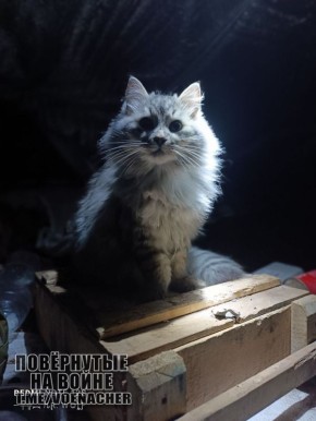 ������ ����