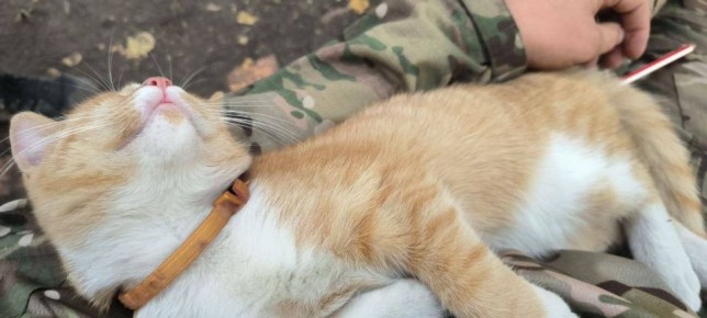 ���� ���������: �� ���� ���� ������������: