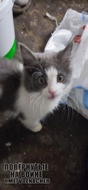 ������ ����