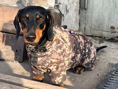 Четвероногие друзья. Знакомьтесь, это «Бакс»