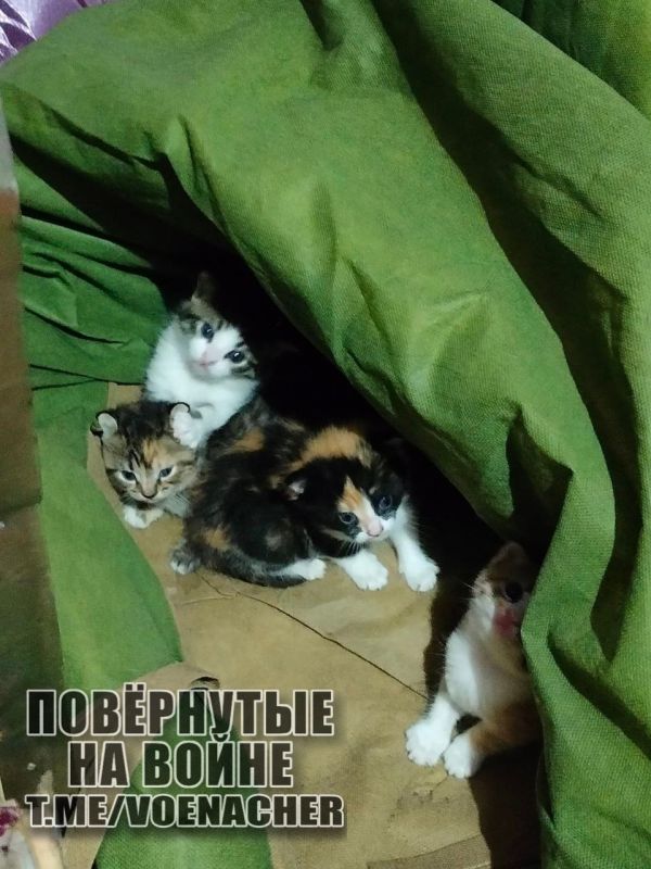 ������ ����