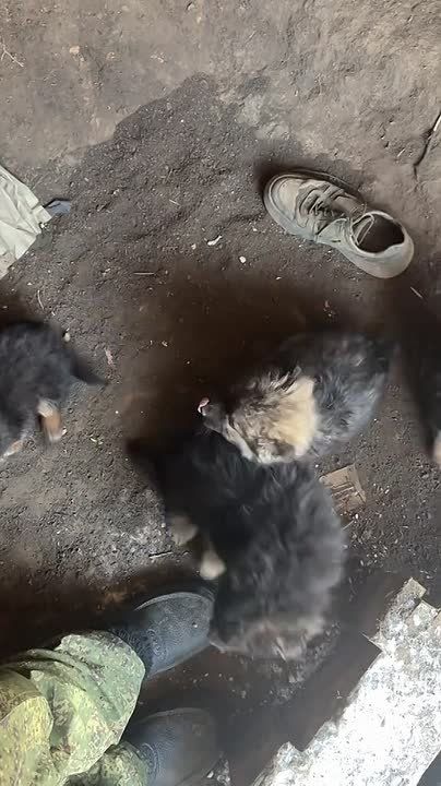 ������ ����