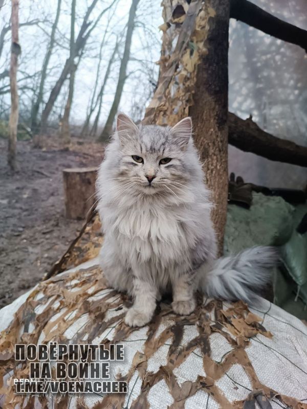 ������ ����