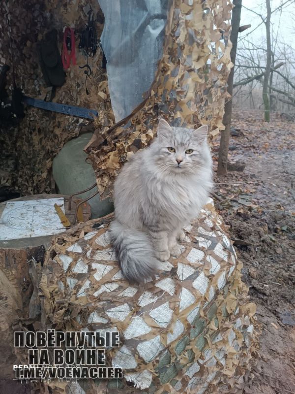 ������ ����