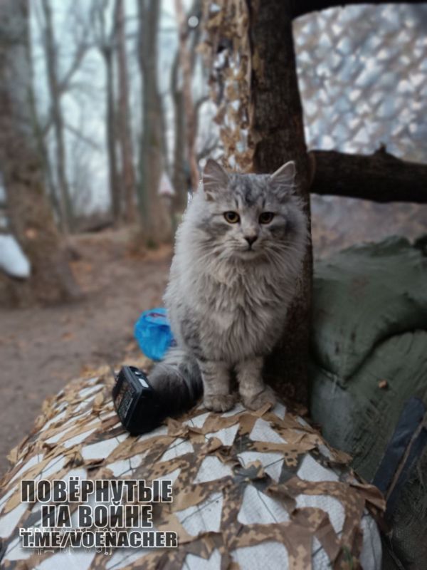 ������ ����