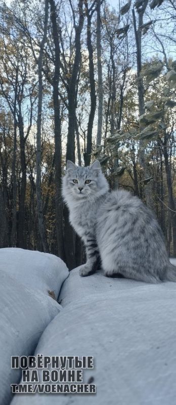 ������ ����