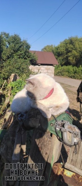 ������ ����