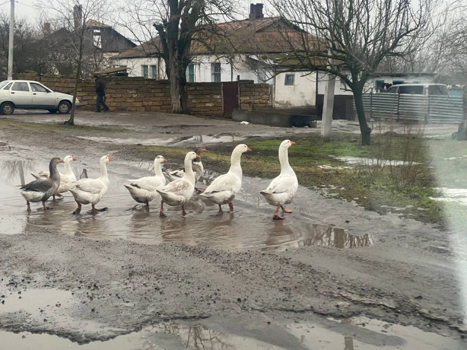 Просто гуси в ДНР