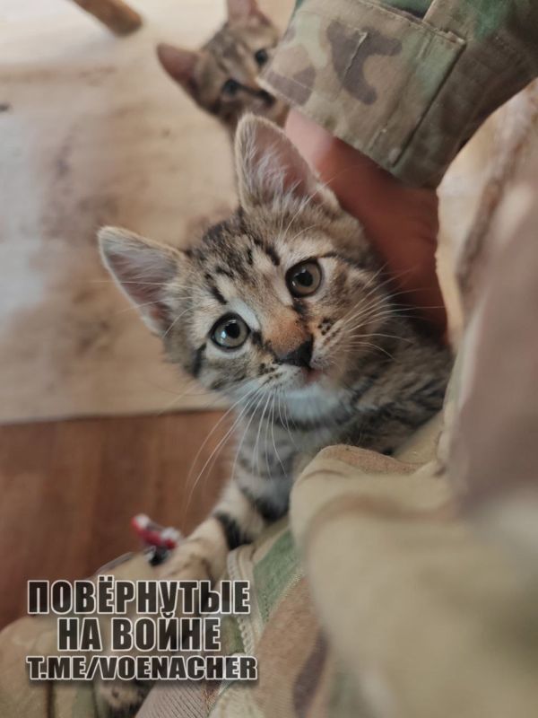 ������ ����