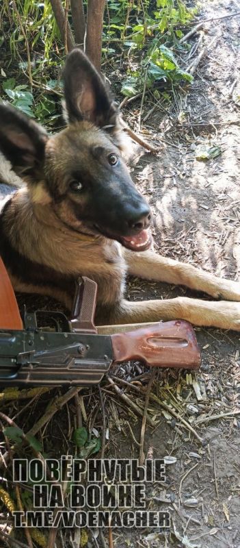 ������ ����