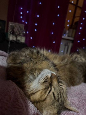 ����� ���