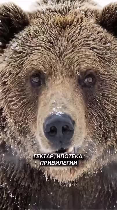 ����� ���������: ������� ����������� ������������� ���������� �� ������� ������� ���� ������� �������� ���� ���� ��������