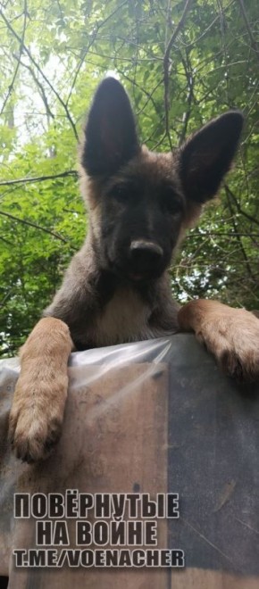 ������ ����