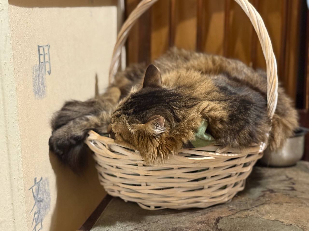 Анна Долгарева: С международным днем кошек!