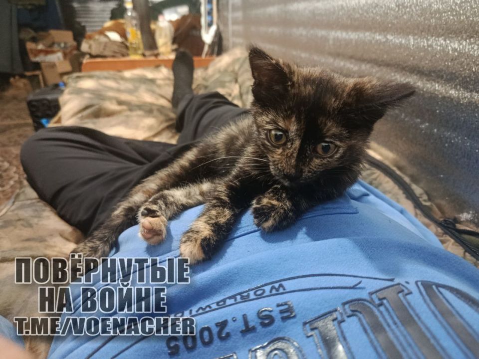 ������ ����