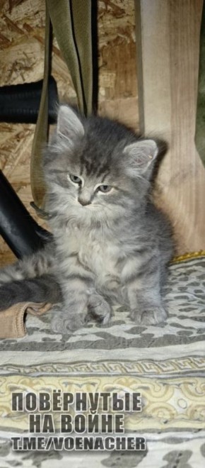 ������ ����