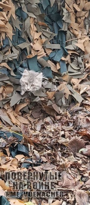 Доброе утро